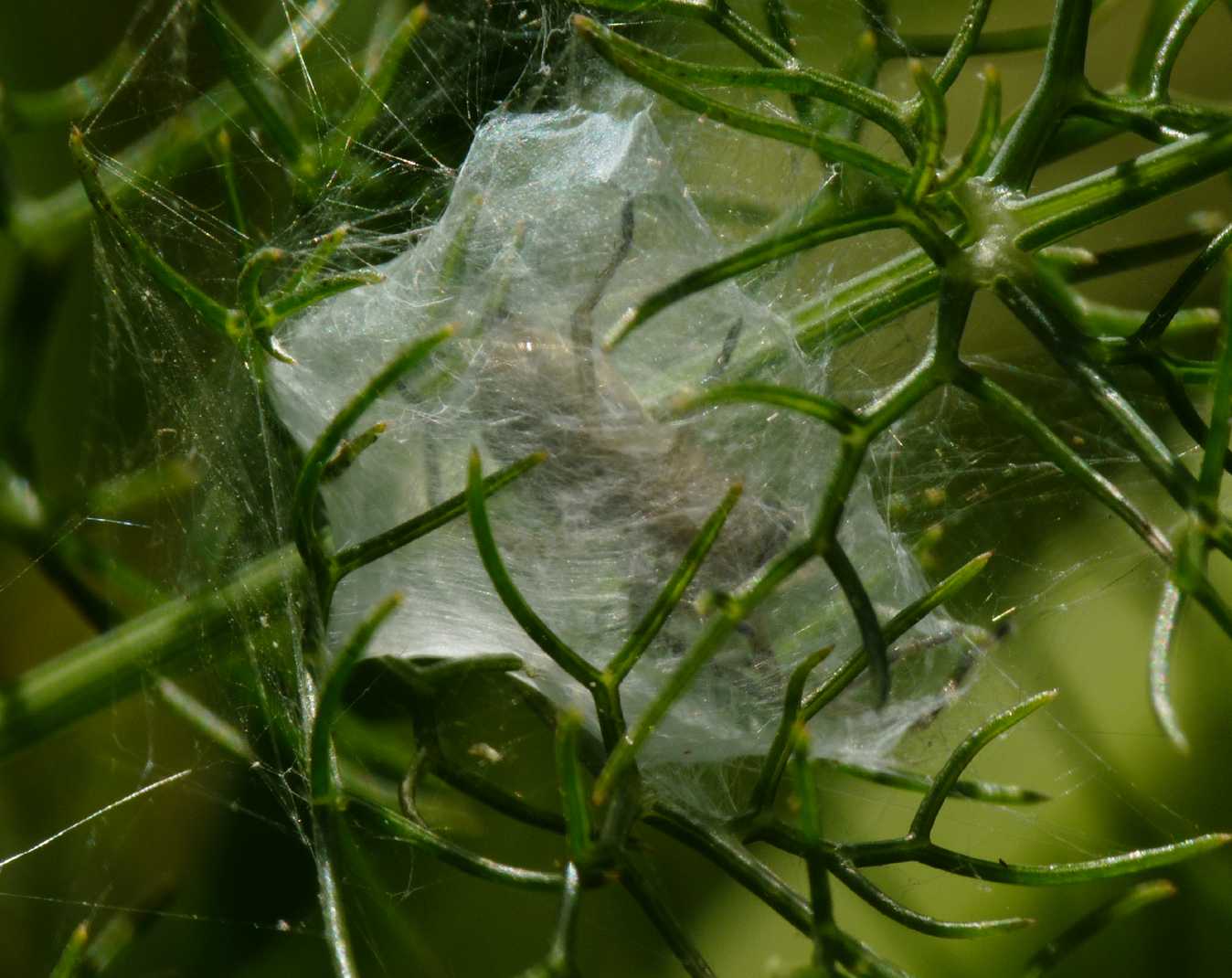 Piccoli Cheiracanthium: Ch. erraticum? - S. Teresa G. (OTR)